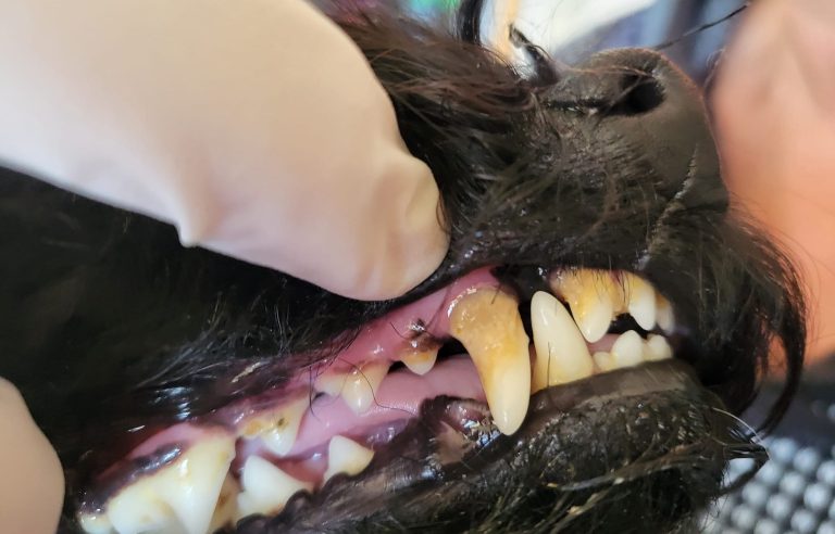 Narkosefreie Zahnreinigung für Hunde
